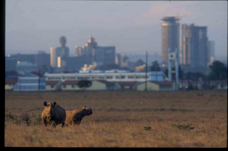 Nairobi National Park: Where Wildlife Meets Urbanity