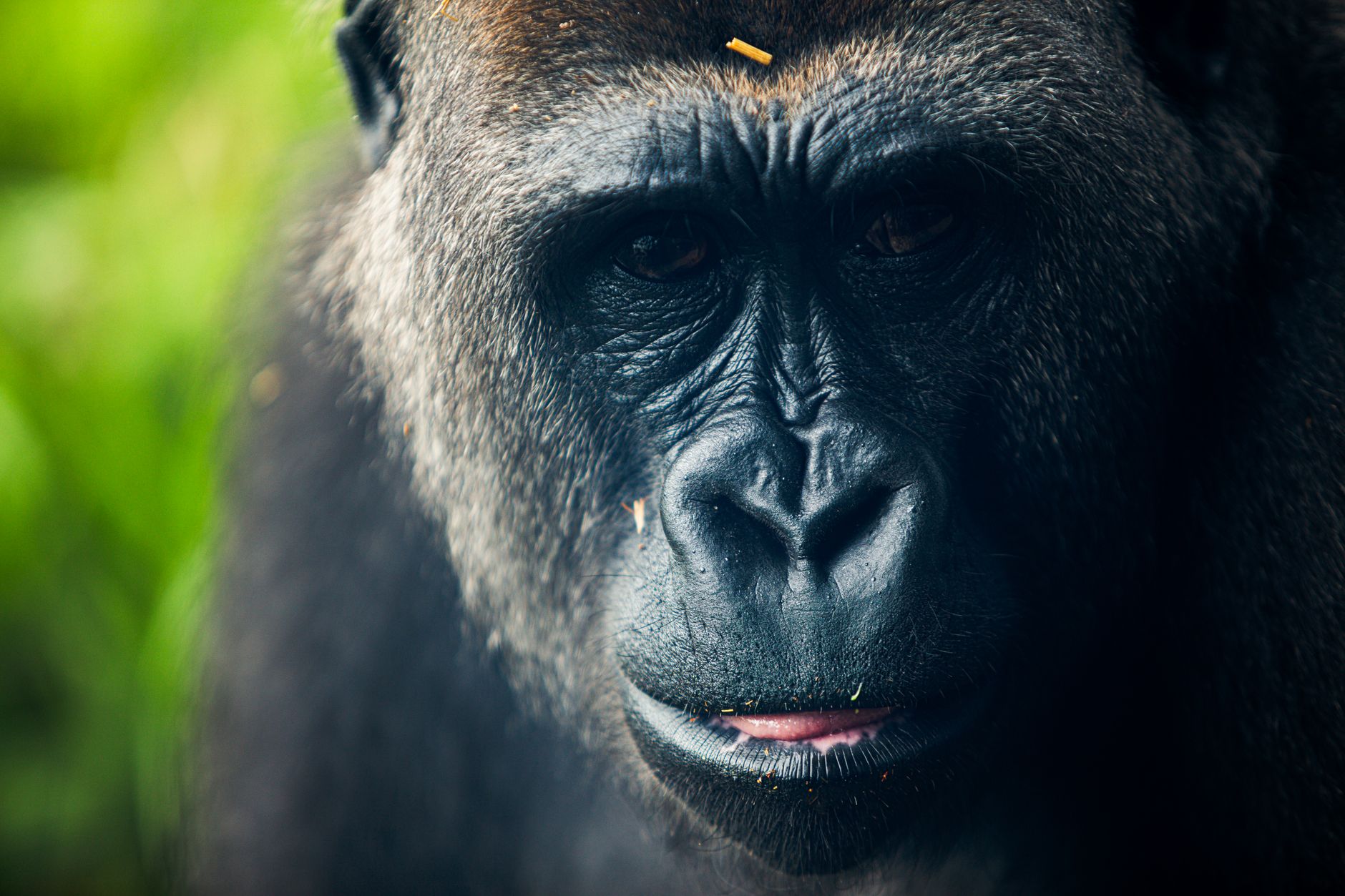 Best Times to Visit East Africa for Safaris, Mountaineering, Gorilla Trekking & Beaches
